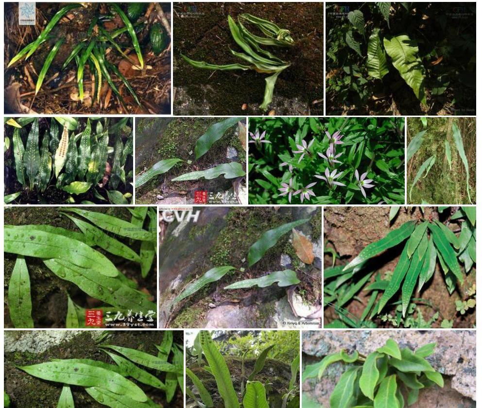 带叶瓦韦Lepisorus-loriformis图片