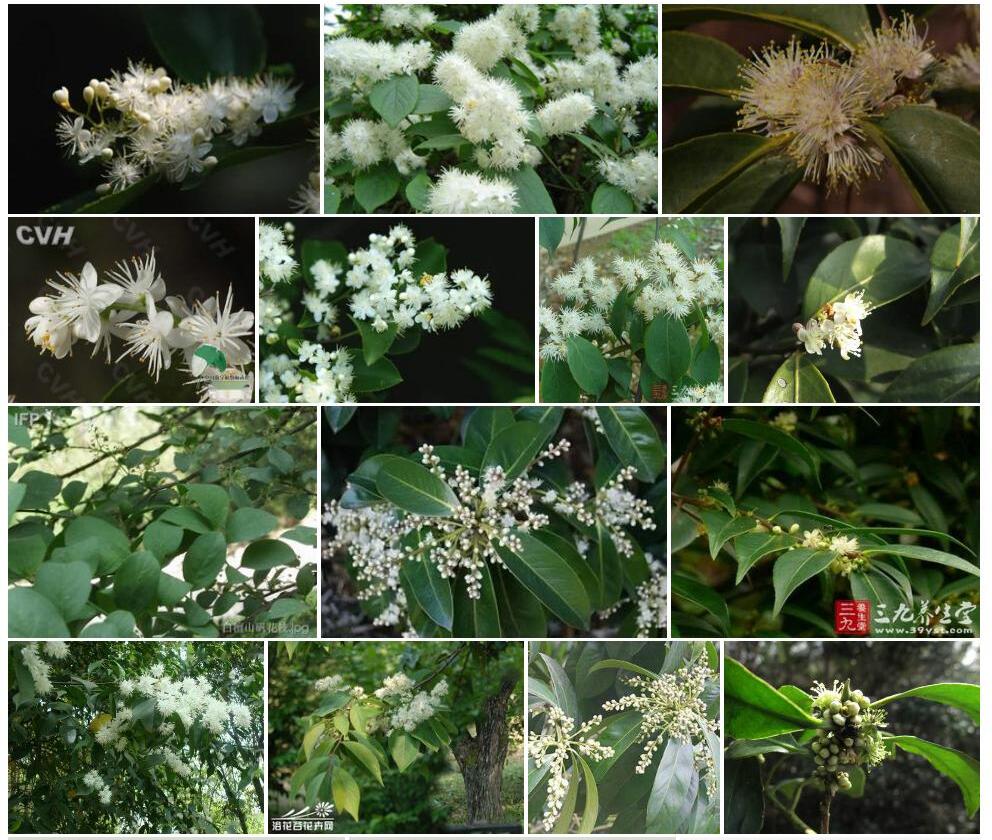 平伐山矾Symplocos-pinfaensis图片