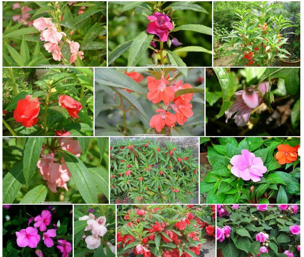 平卧凤仙花Impatiens-procumbens图片