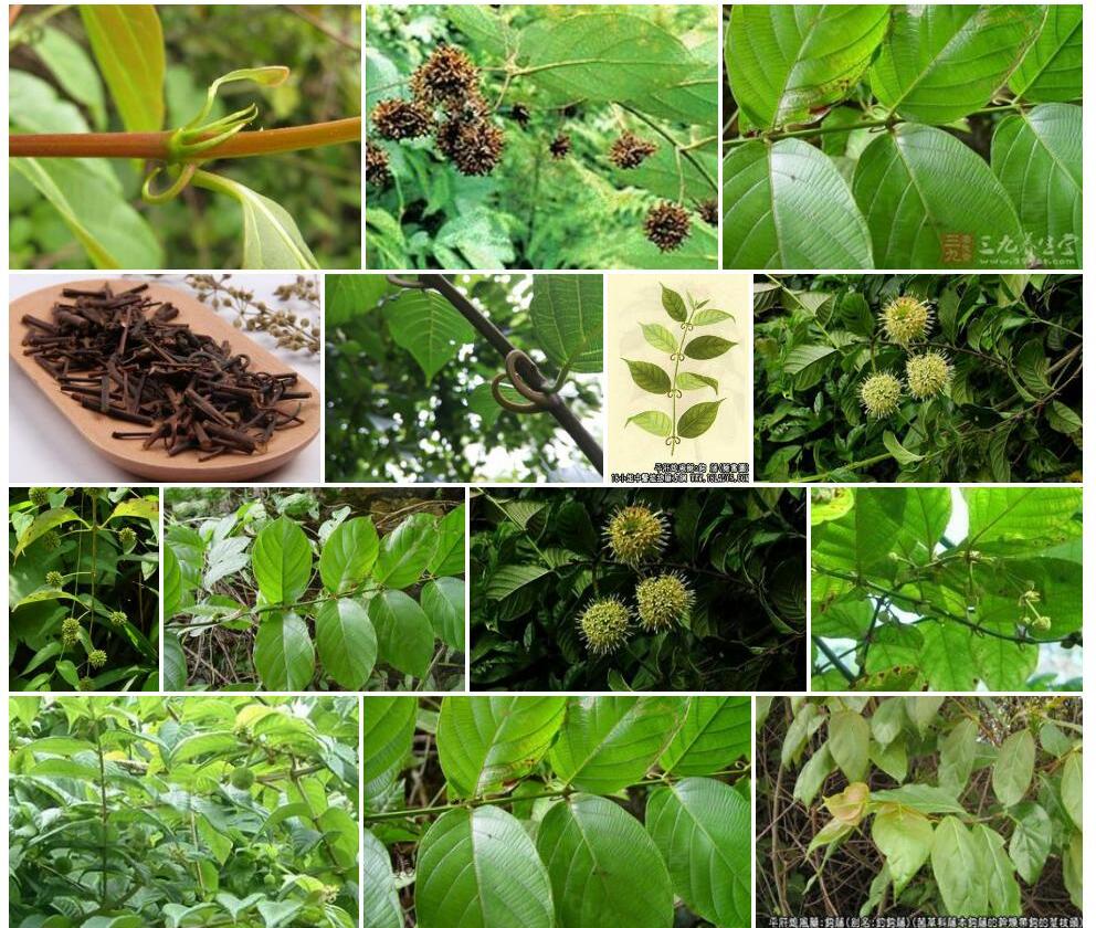 平滑钩藤Uncaria-laevigata图片