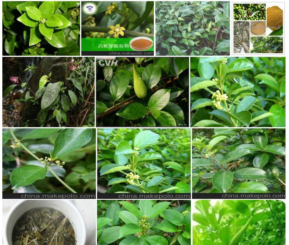 广东匙羹藤Gymnema-inodorum图片