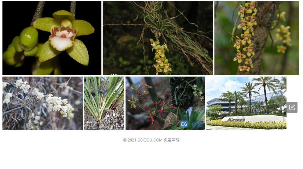 广东异型兰Chiloschista-guangdongensis图片