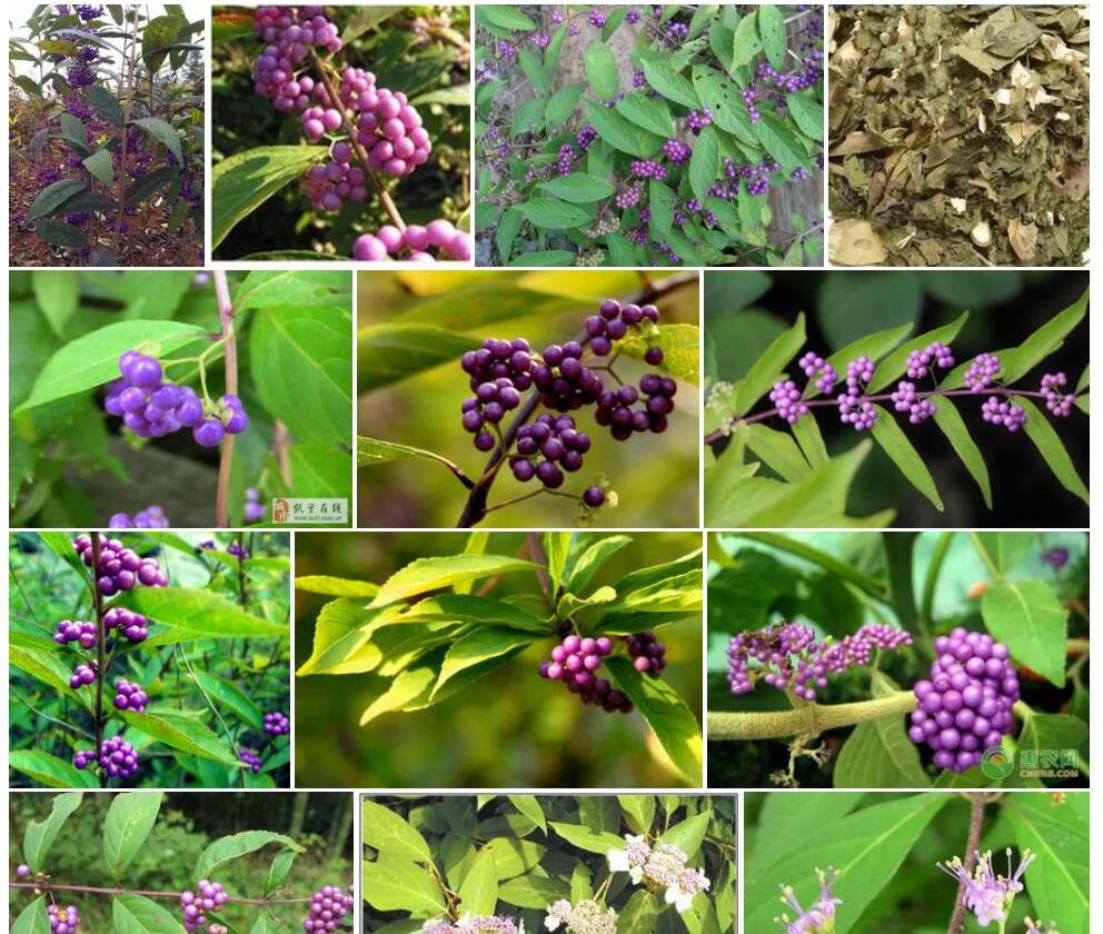 广东紫珠Callicarpa-kwangtungensis图片