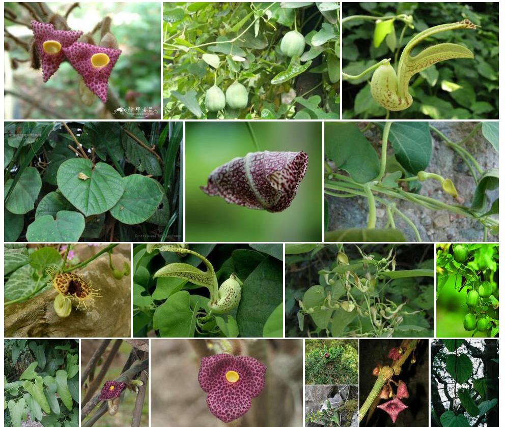 广西马兜铃Aristolochia-kwangsiensis图片