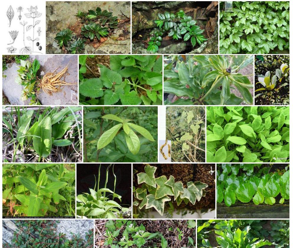 异叶假盖果草Pseudopyxis-heterophylla图片