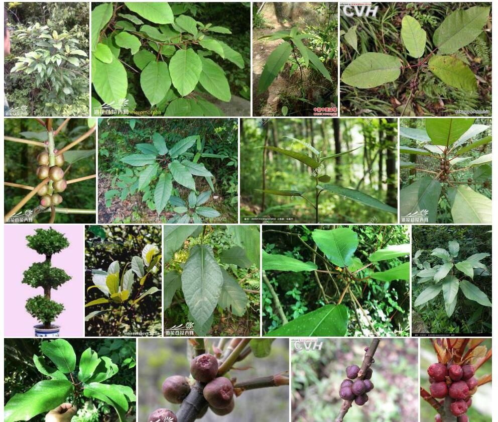 异叶榕Ficus-heteromorpha图片