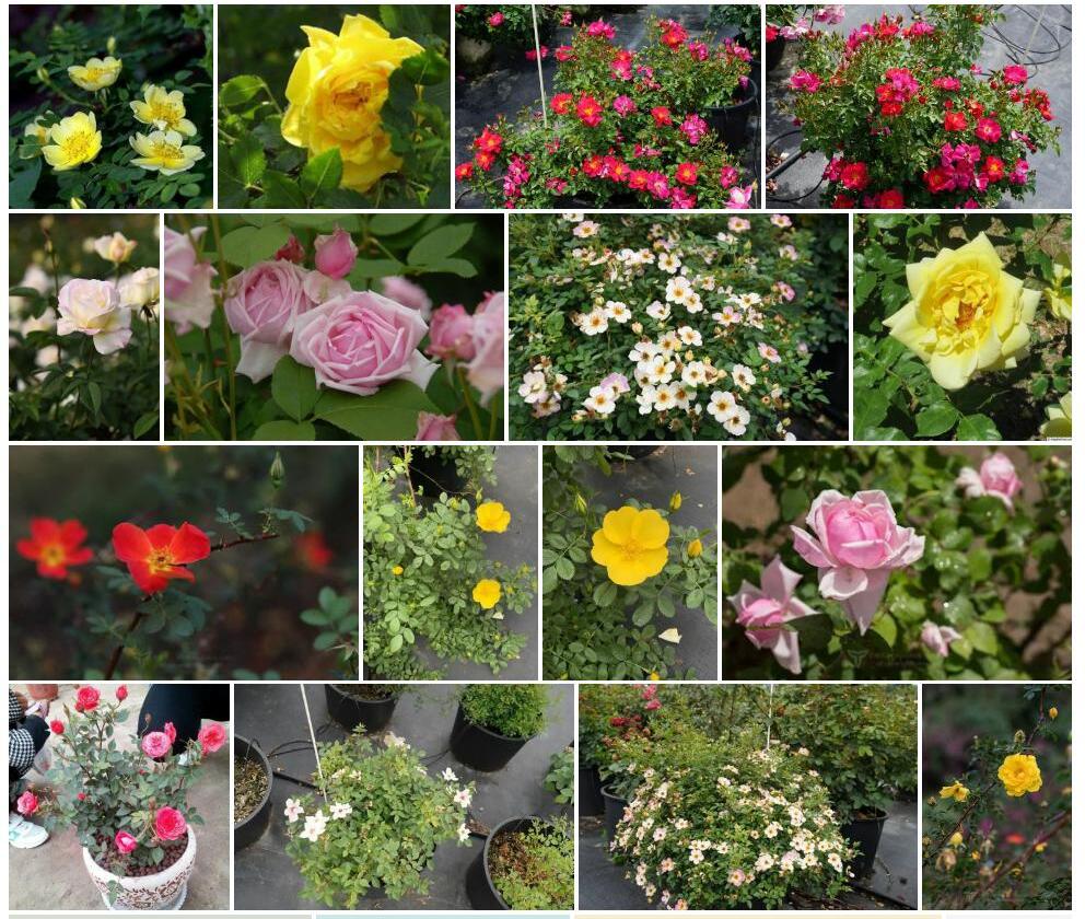 异味蔷薇Rosa-foetida图片