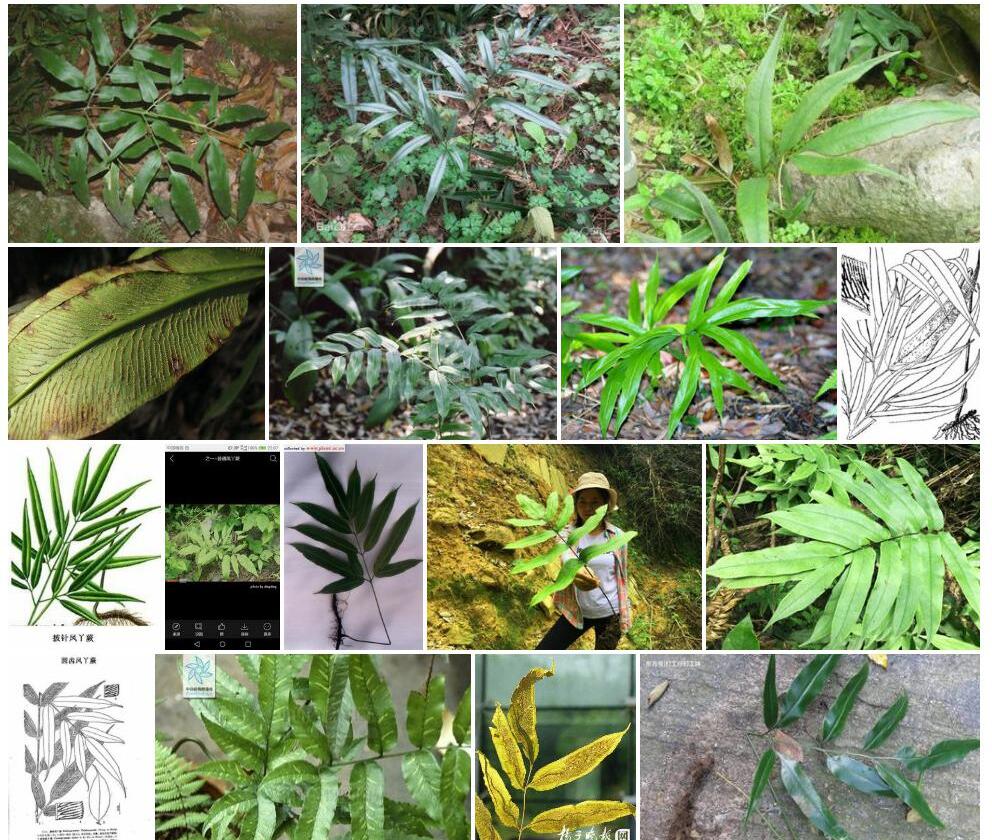 微齿凤丫蕨Coniogramme-fraxinea-f.-connexa图片