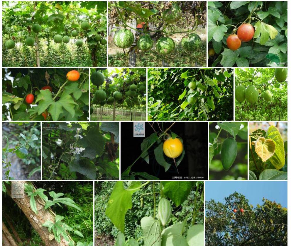 心叶栝楼Trichosanthes-cordata图片