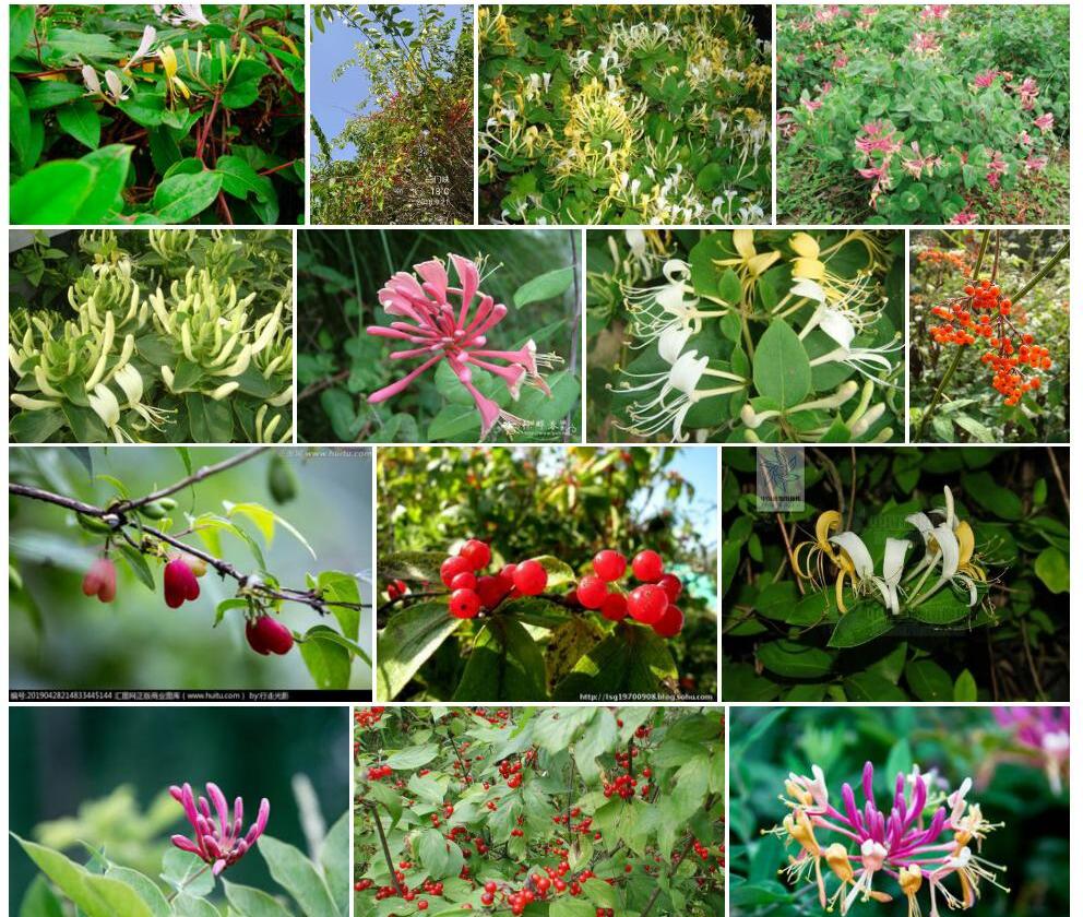 忍冬Lonicera-japonica图片