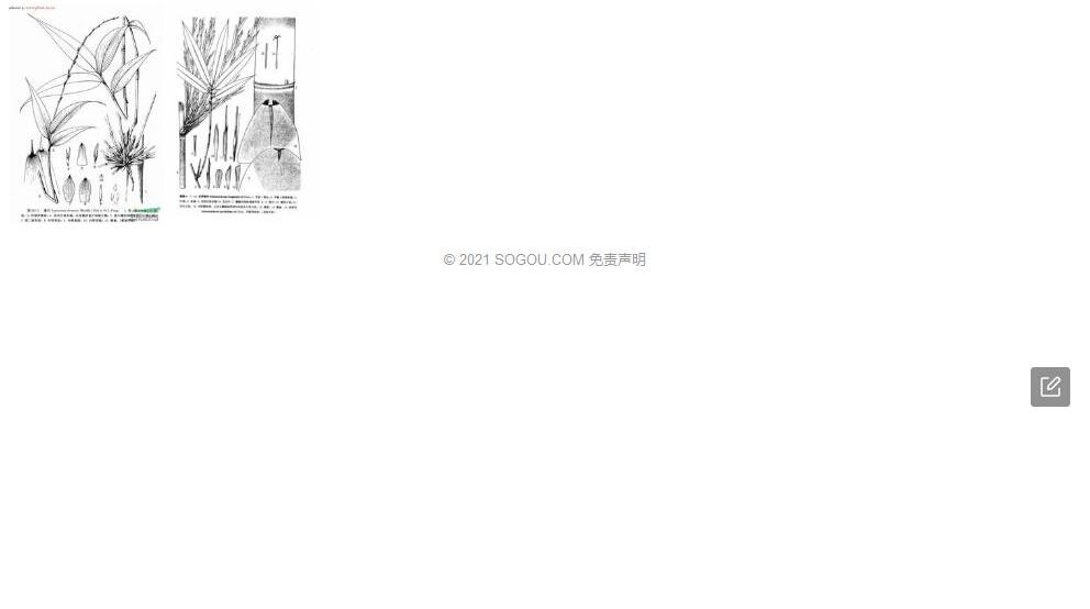 思簩竹Schizostachyum-pseudolima图片