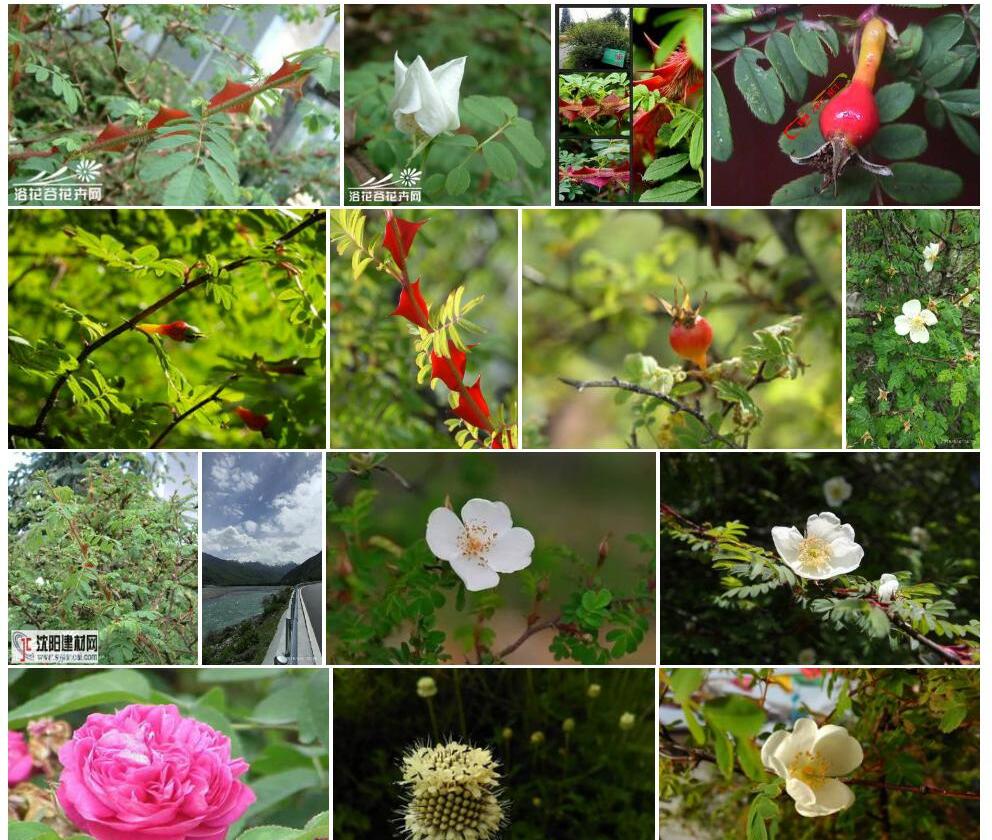 扁刺峨眉蔷薇Rosa-omeiensis-f.-pteracantha图片
