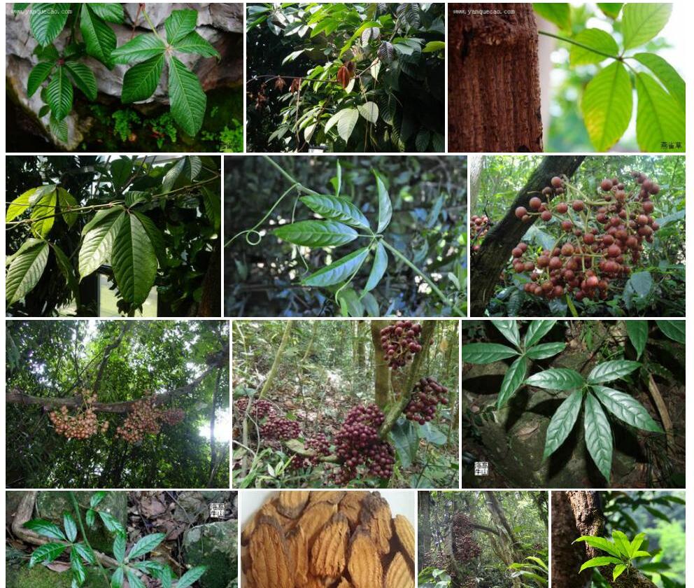 扁担藤Tetrastigma-planicaule图片