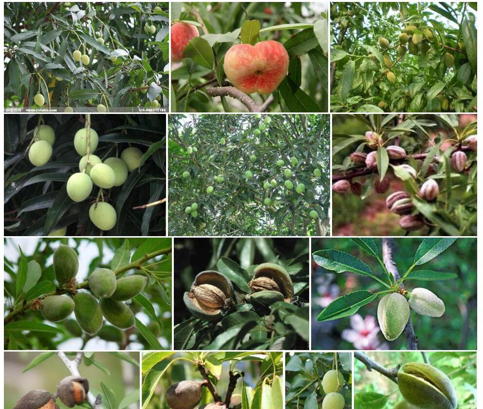 扁桃Amygdalus-communis图片