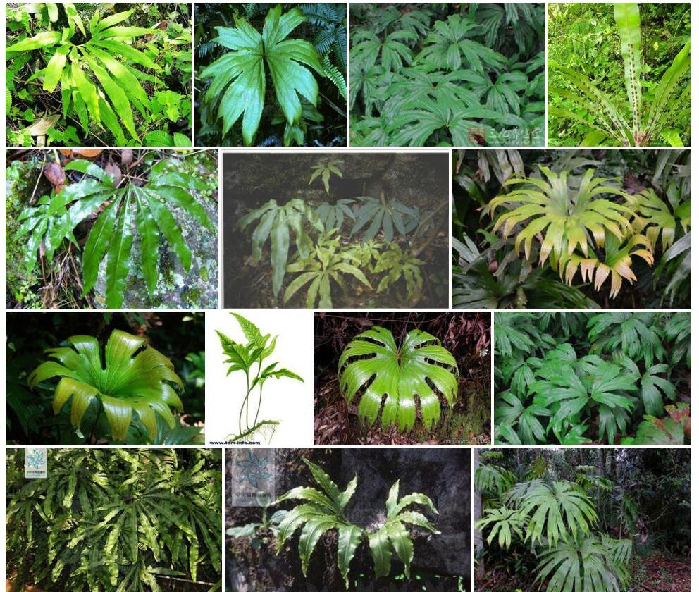 扇蕨Neocheiropteris-palmatopedata图片