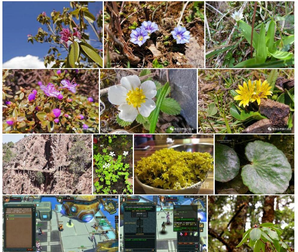 打箭炉龙胆Gentiana-tatsienensis图片