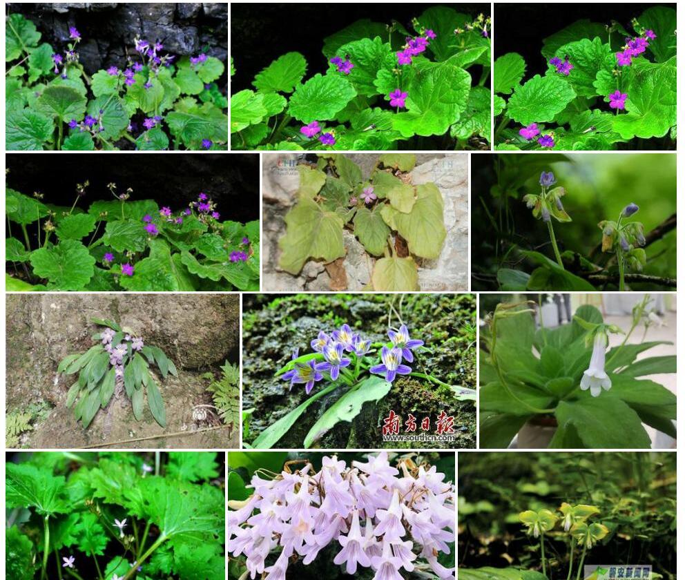 报春苣苔Primulina-tabacum图片