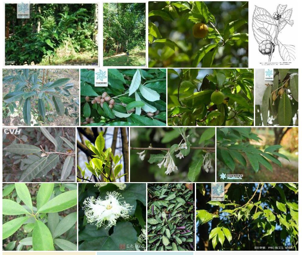 披针叶桂木Artocarpus-nitidus-subsp.-griffithii图片