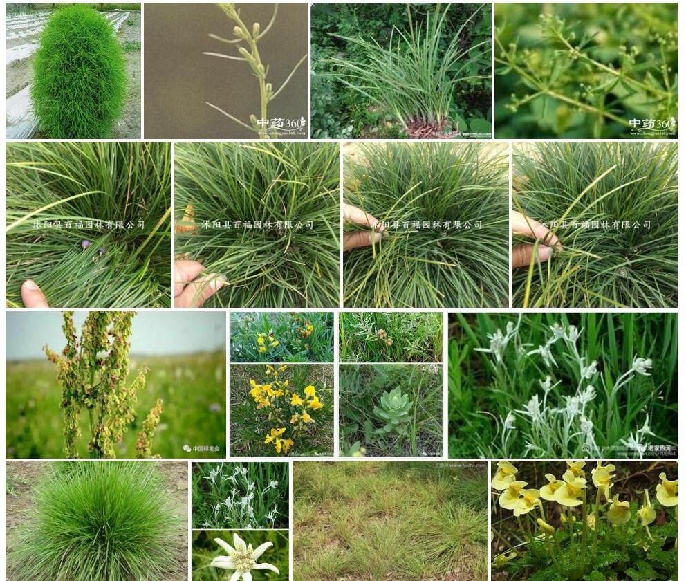 披针叶砧草Galium-boreale-var.-lancilimbum图片