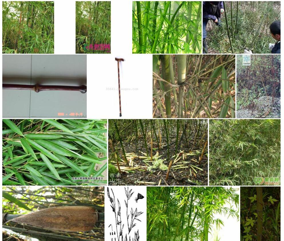 拐棍竹Fargesia-robusta图片
