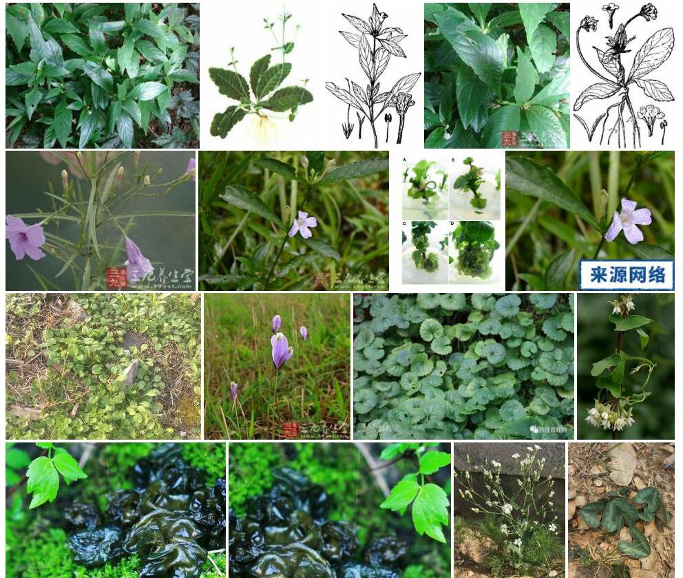 拟地皮消属Leptosiphonium图片