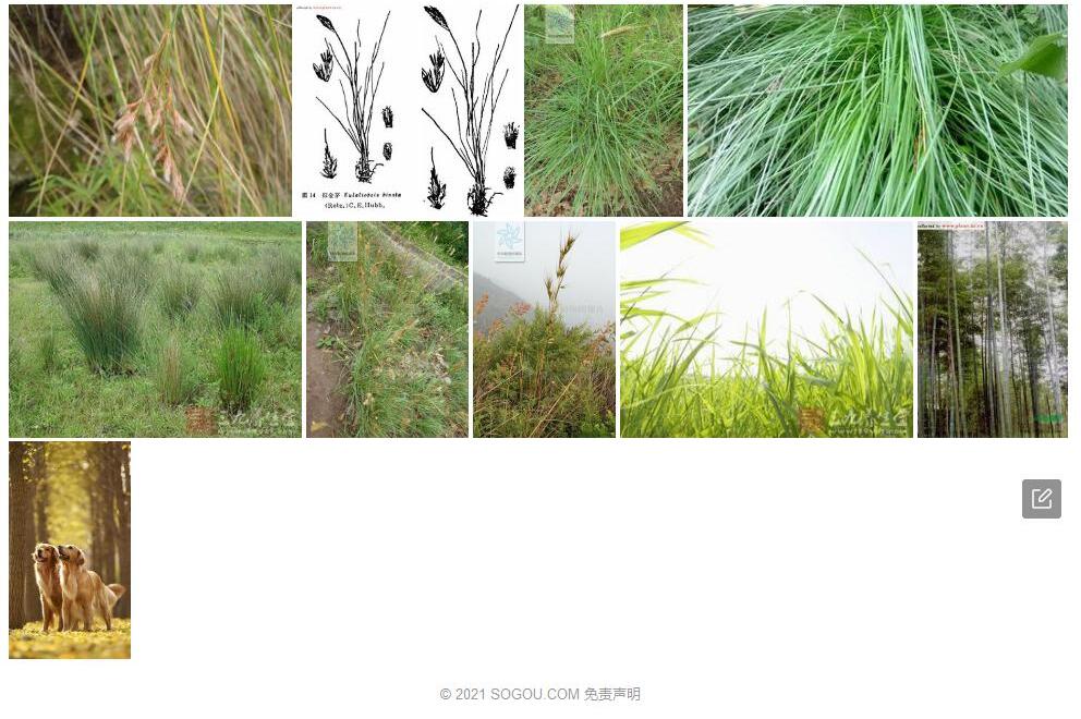 拟金茅Eulaliopsis-binata图片