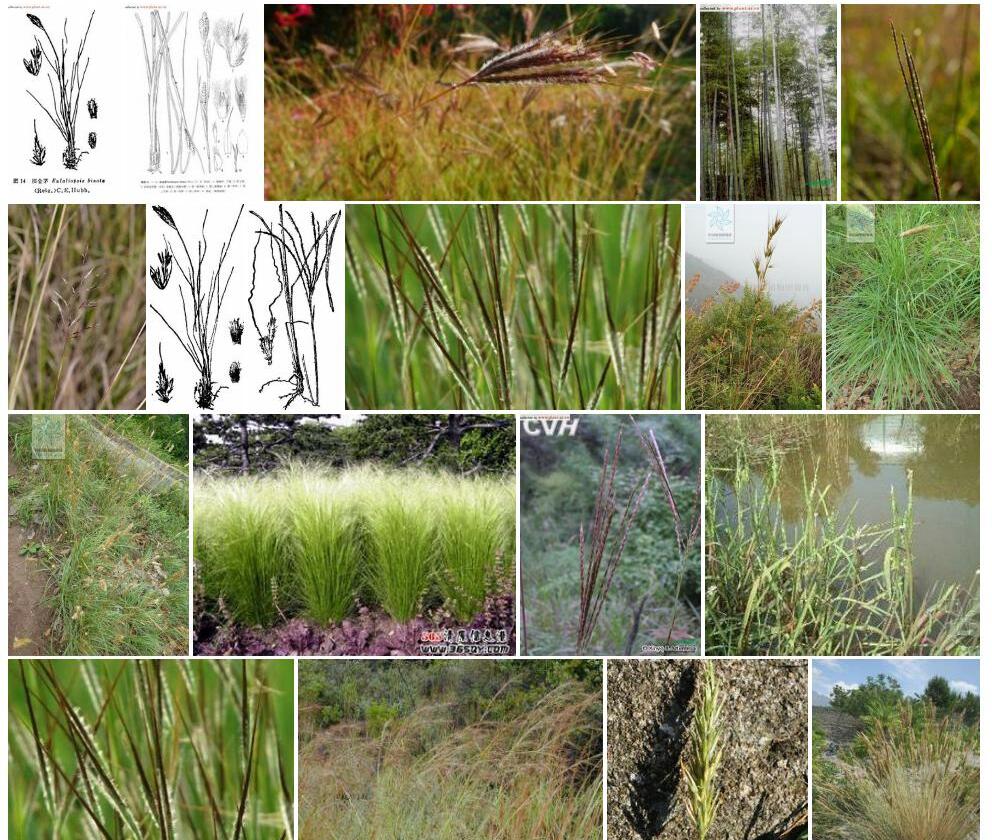 拟金茅属Eulaliopsis图片