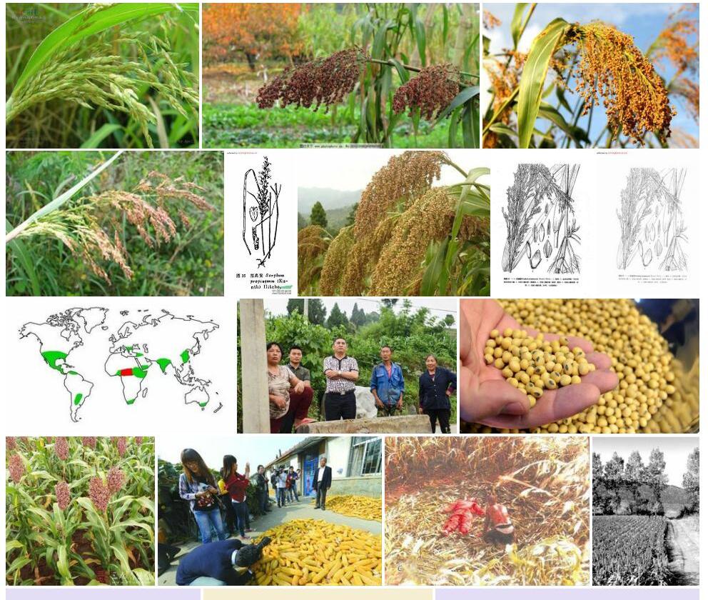 拟高梁Sorghum-propinquum图片