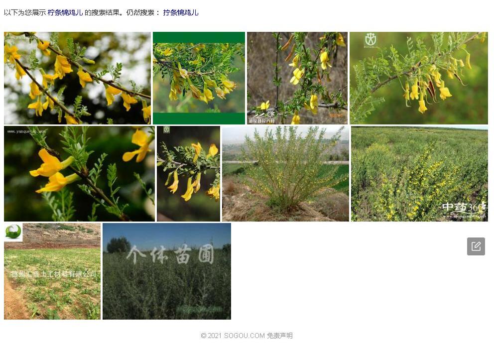 拧条锦鸡儿Caragana-korshinskii图片