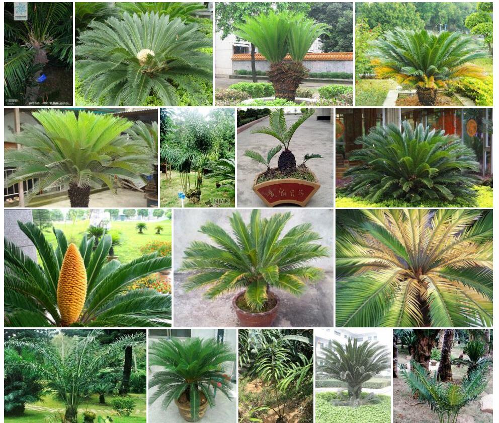 拳叶苏铁Cycas-circinalis图片