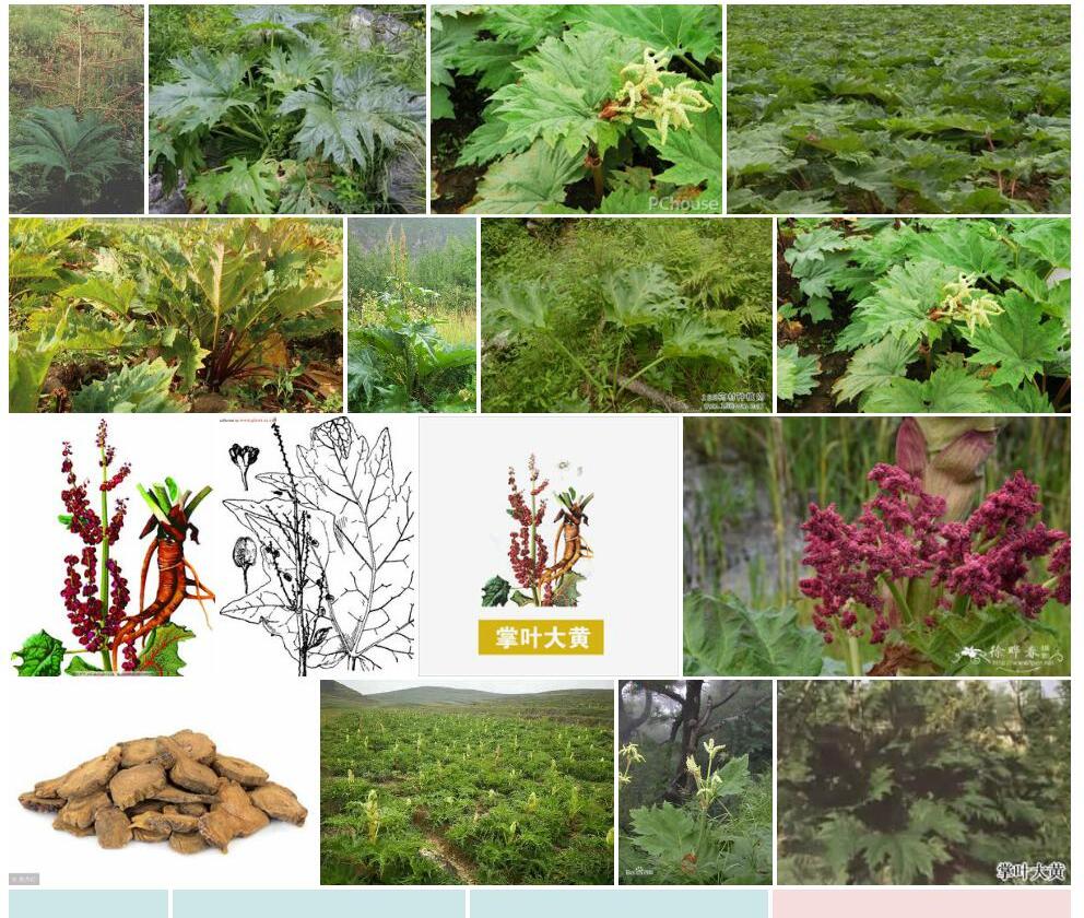 掌叶大黄Rheum-palmatum图片