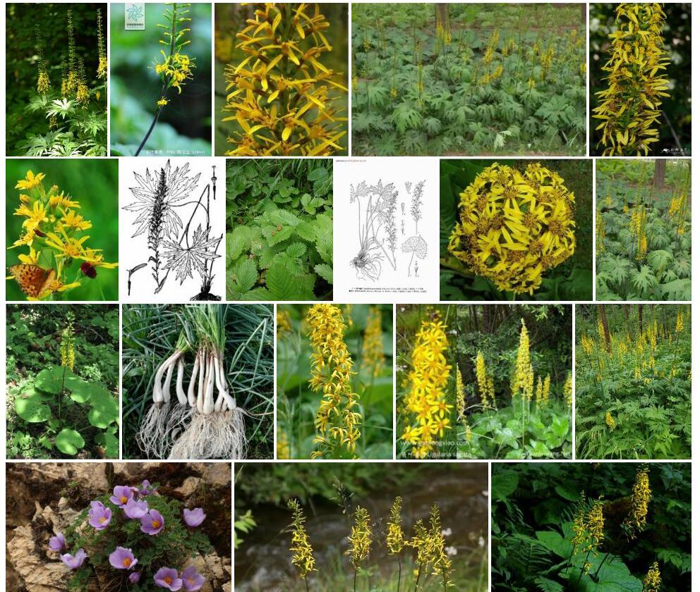 掌叶橐吾Ligularia-przewalskii图片