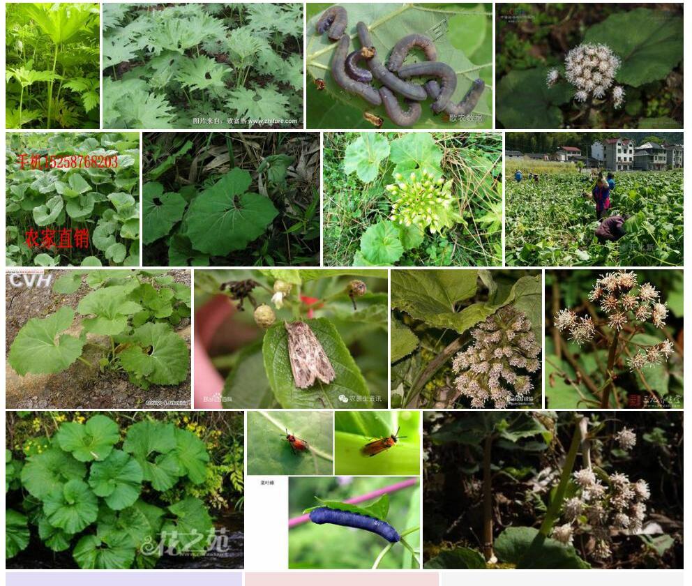 掌叶蜂斗菜Petasites-tatewakianus图片