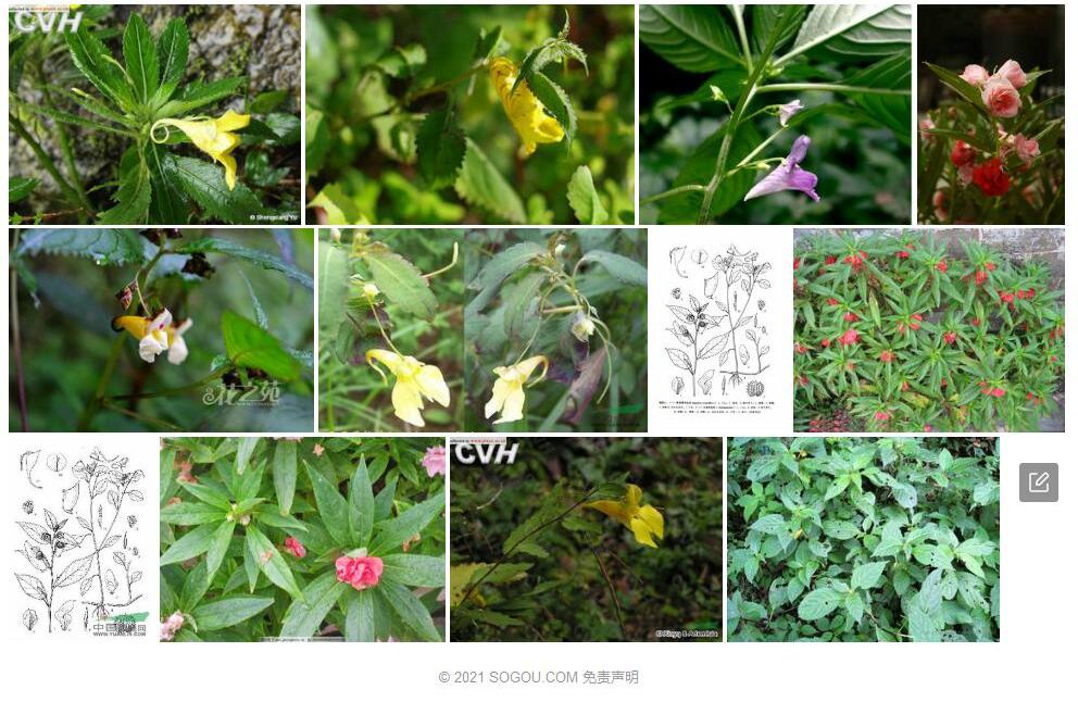 撕裂萼凤仙花Impatiens-lacinulifera图片