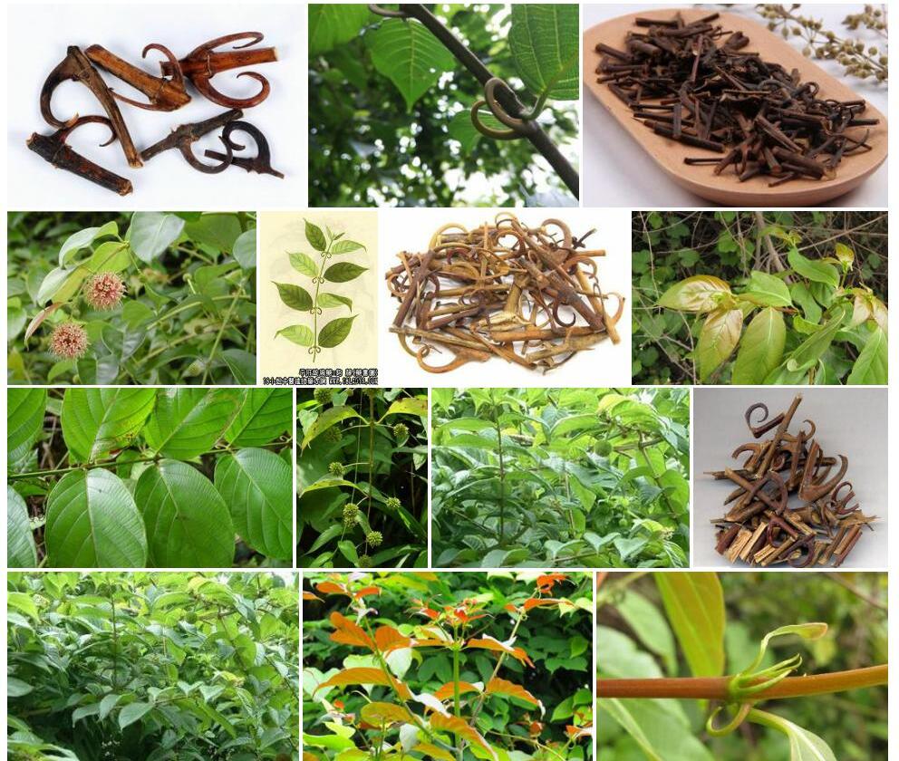 攀茎钩藤Uncaria-scandens图片