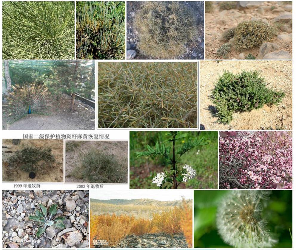 斑子麻黄Ephedra-lepidosperma图片