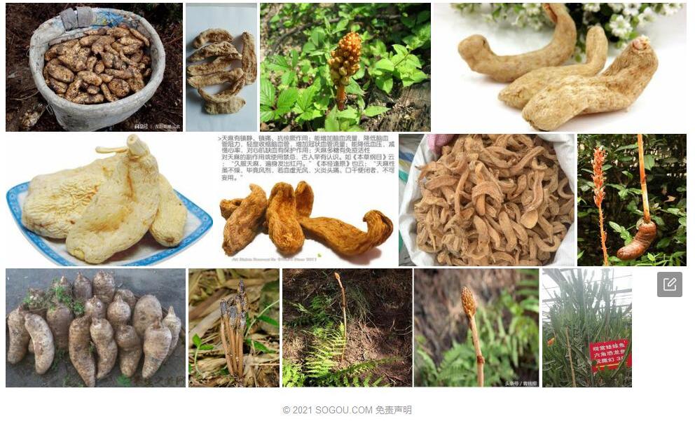 无喙天麻Gastrodia-appendiculata图片