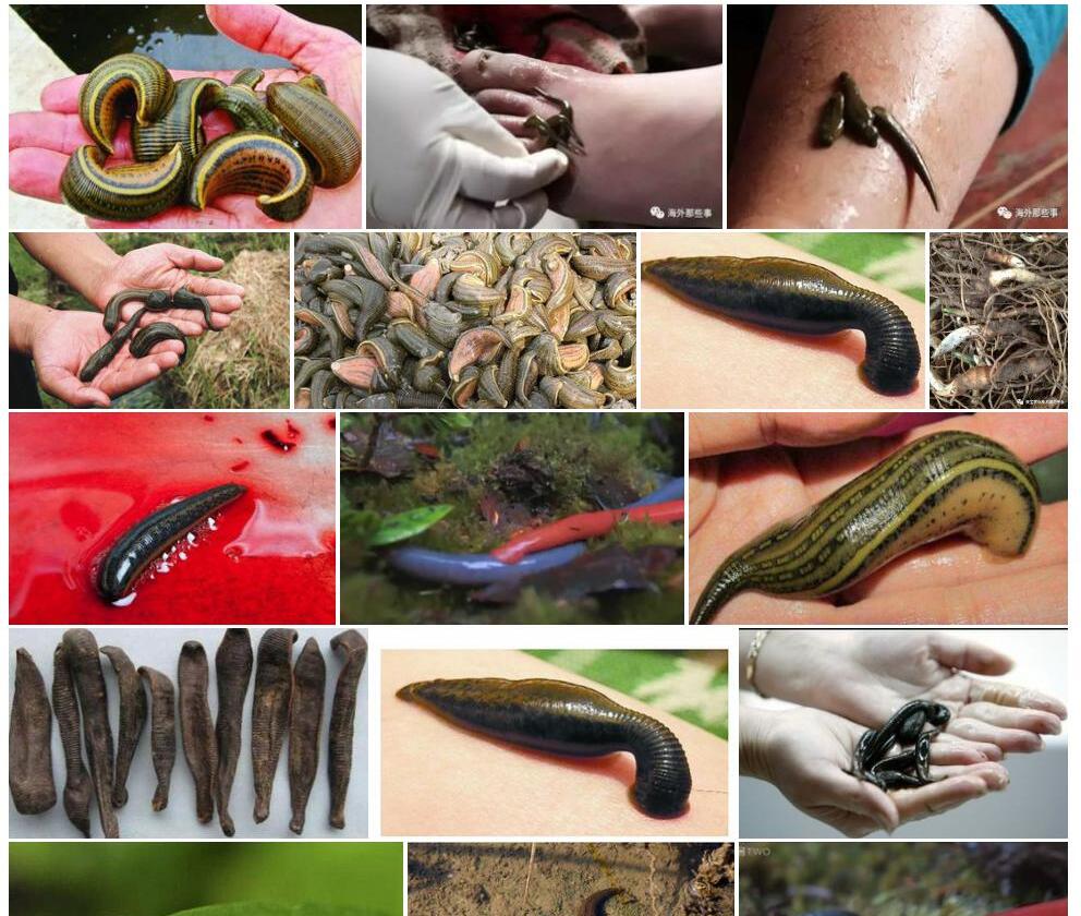 无毛滇南山蚂蝗Desmodium-megaphyllum-var.-glabrescens图片