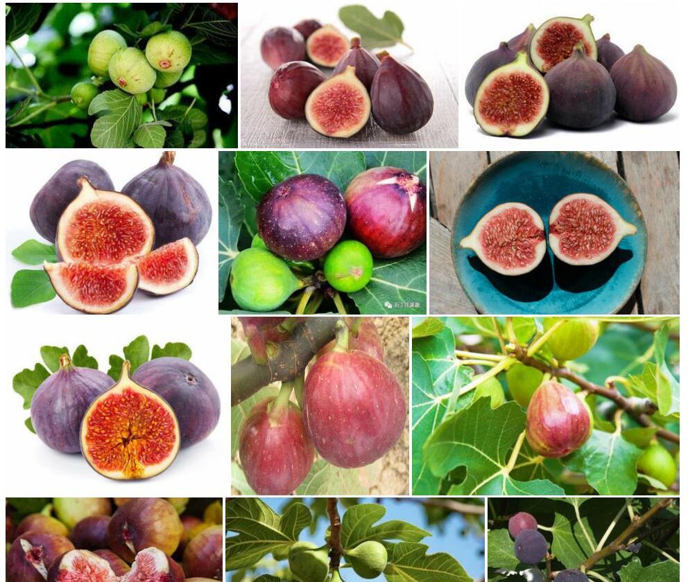 无花果Ficus-carica图片
