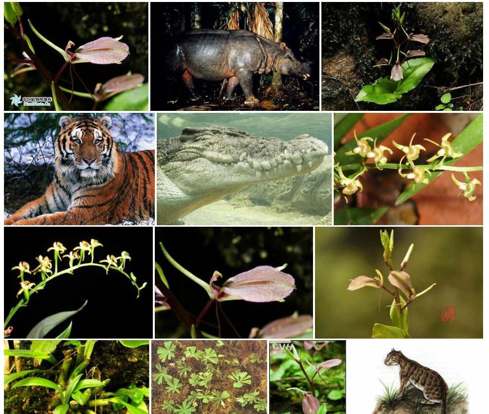 日月潭羊耳蒜Liparis-hensoaensis图片