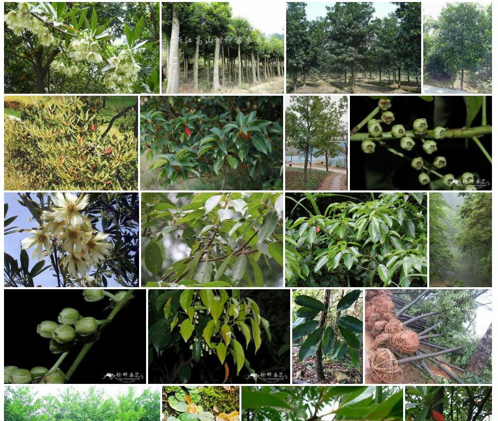 日本杜英Elaeocarpus-japonicus图片