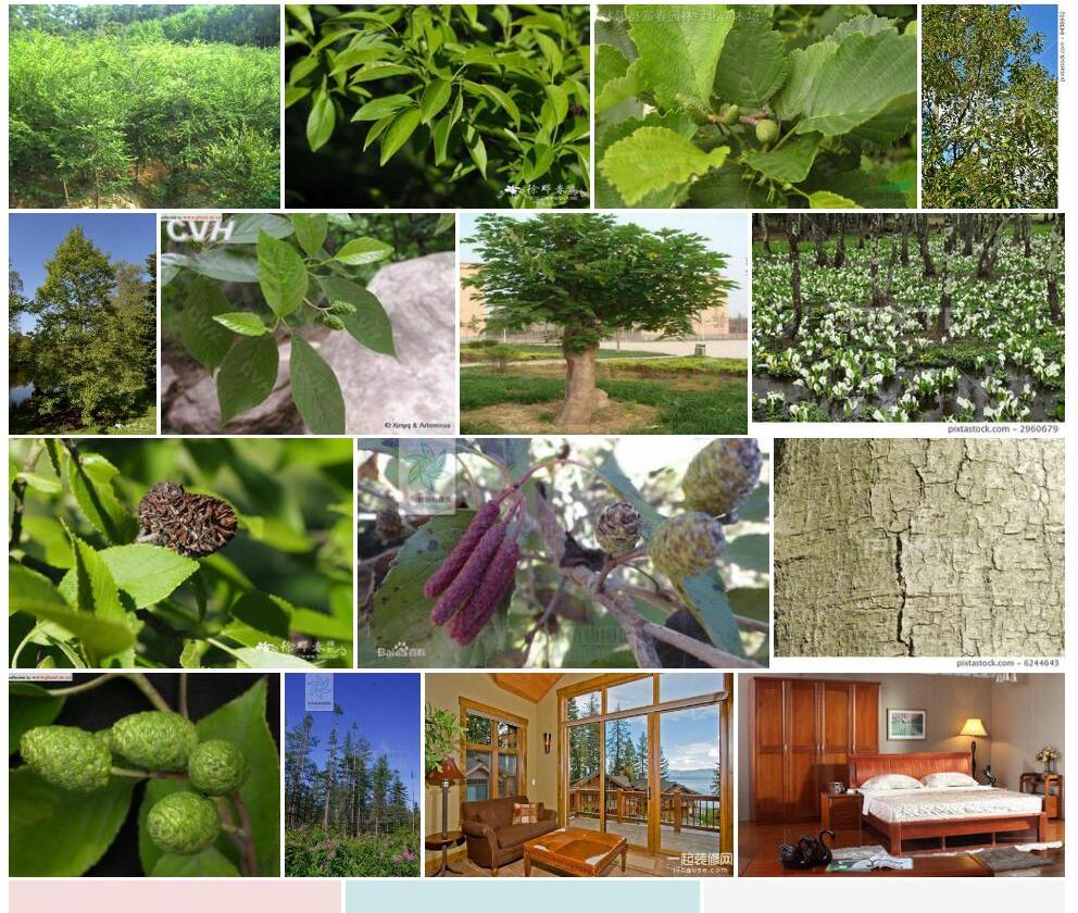 日本桤木Alnus-japonica图片