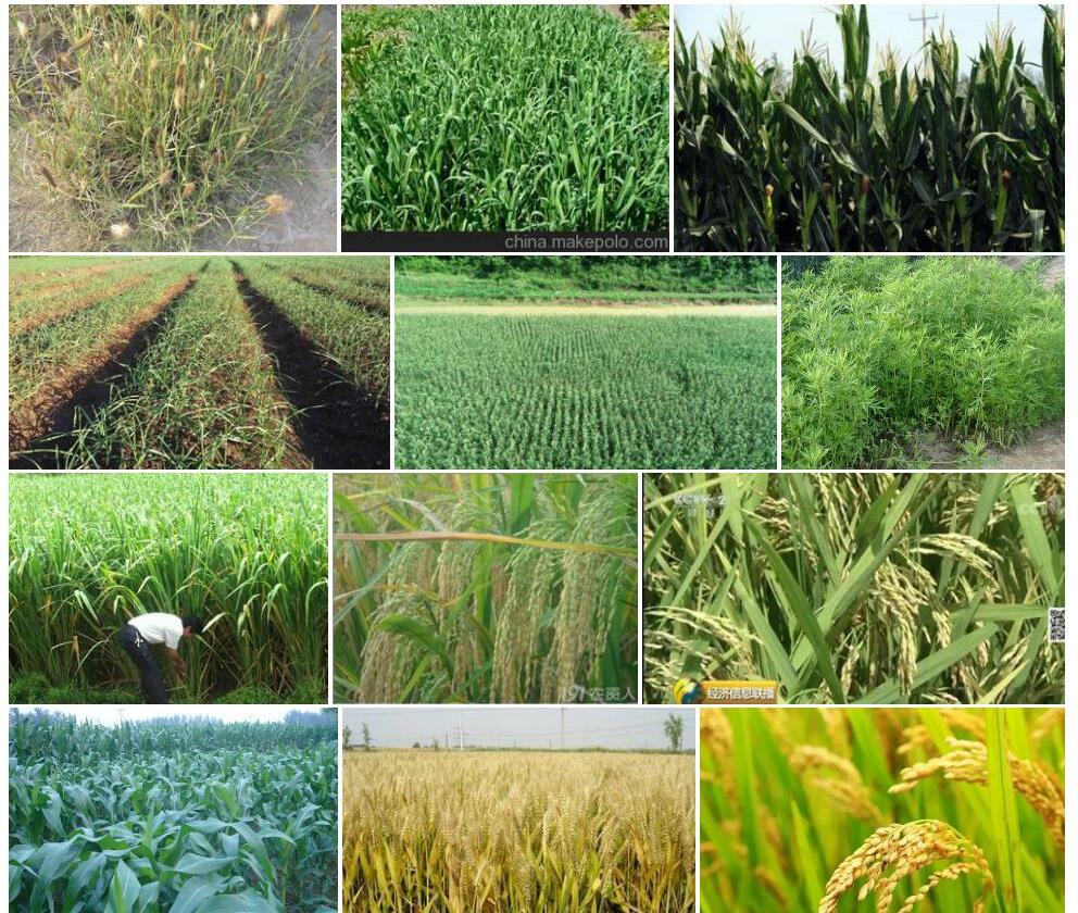 早熟猪毛菜Salsola-praecox图片