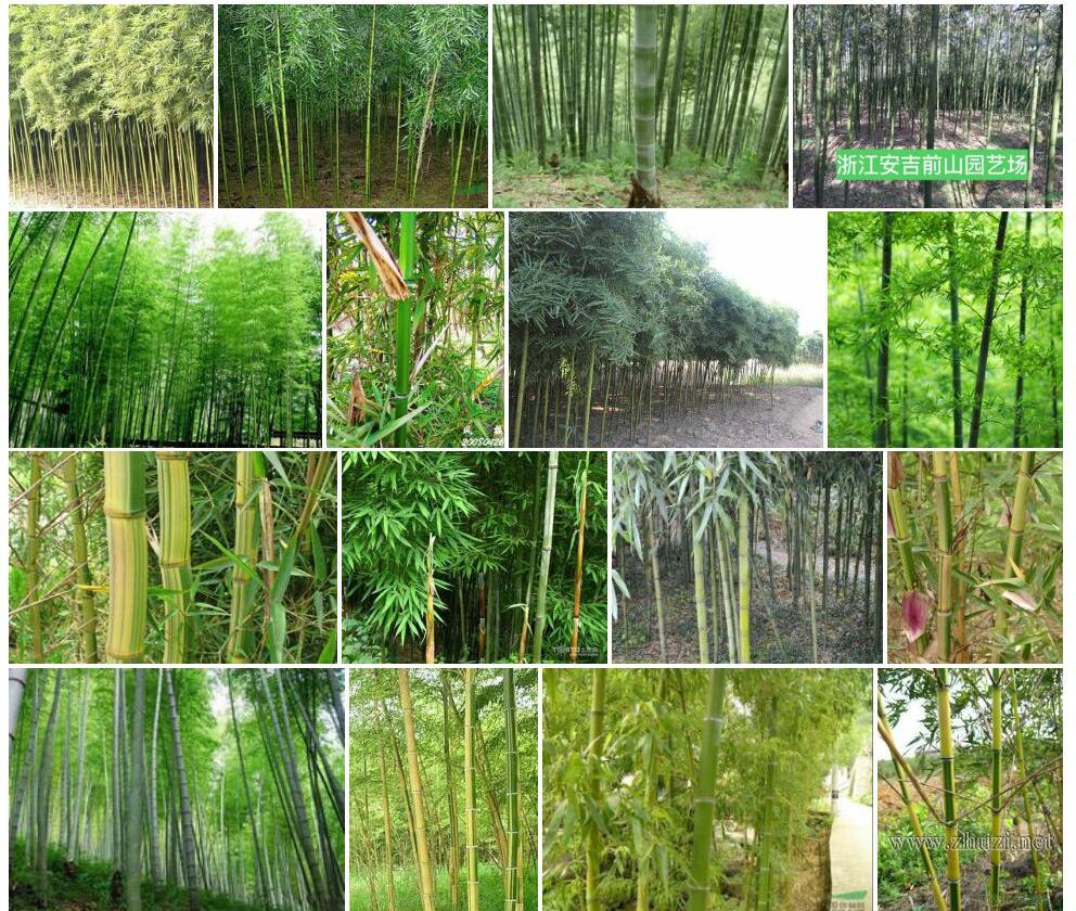 早竹Phyllostachys-praecox图片