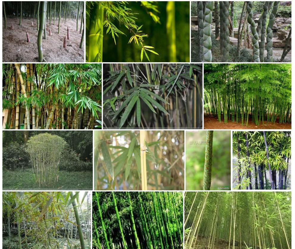 早竹（原栽培变种）Phyllostachys-praecox-'Praecox'图片