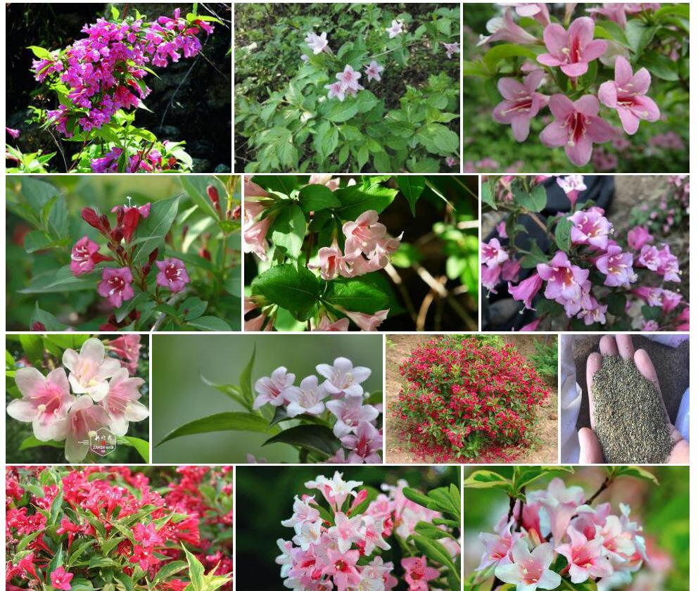 早锦带花Weigela-praecox图片