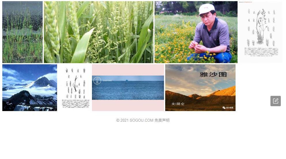 昆仑碱茅Puccinellia-kunlunica图片