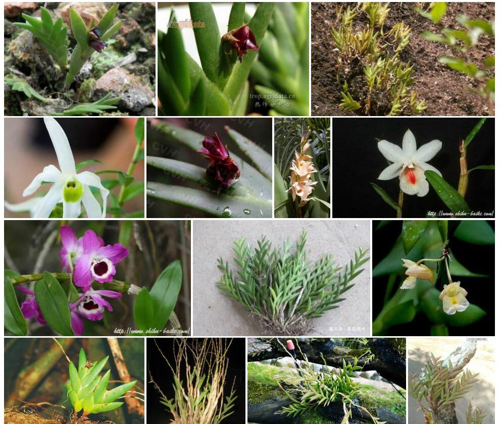 昌江石斛Dendrobium-changjiangense图片