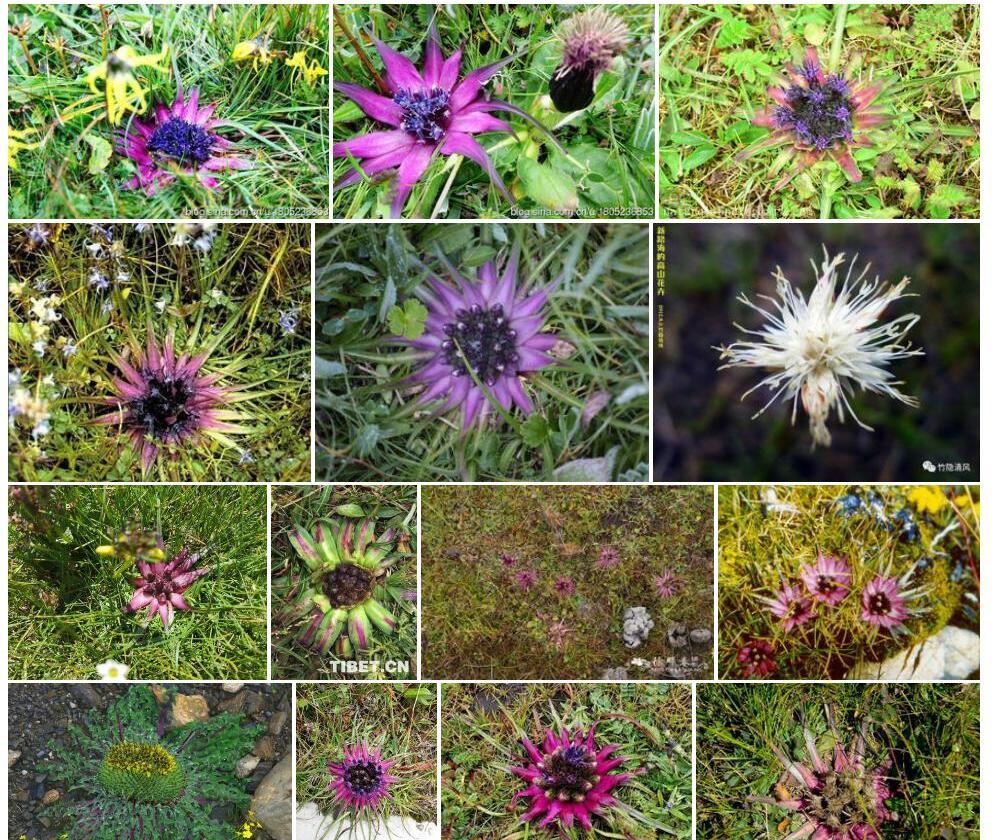 星状雪兔子Saussurea-stella图片