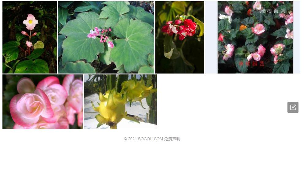 昭通秋海棠Begonia-gagnepainiana图片